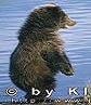 TheBrownBear's Avatar